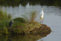 Assateague Island, Virginia