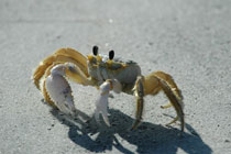 Assateague Island, Virginia