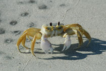 Assateague Island, Virginia