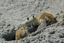 Assateague Island, Virginia