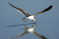 Assateague Island, Virginia