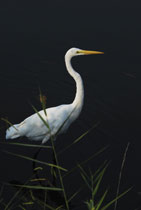 Assateague Island, Virginia