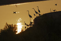 Assateague Island, Virginia