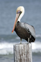 Assateague Island, Virginia