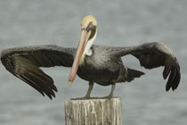 Assateague Island, Virginia