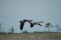 Assateague Island, Virginia