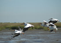 Galveston Bay, Texas