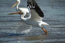 Galveston Bay, Texas