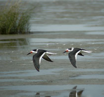 Assateague Island, Virginia