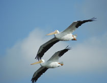 Galveston Bay, Texas