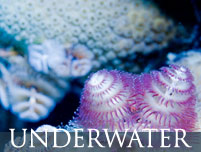 Underwater Prints